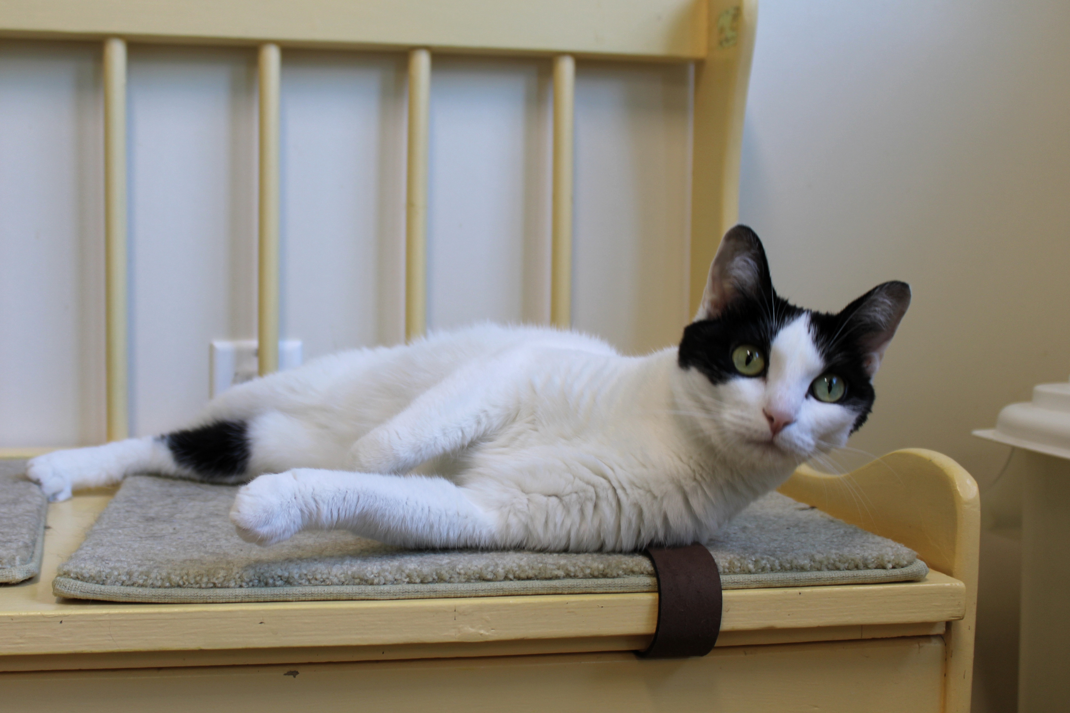 Dasher, a Adoptable Domestic Short Hair in Urbana, OH image 5/6