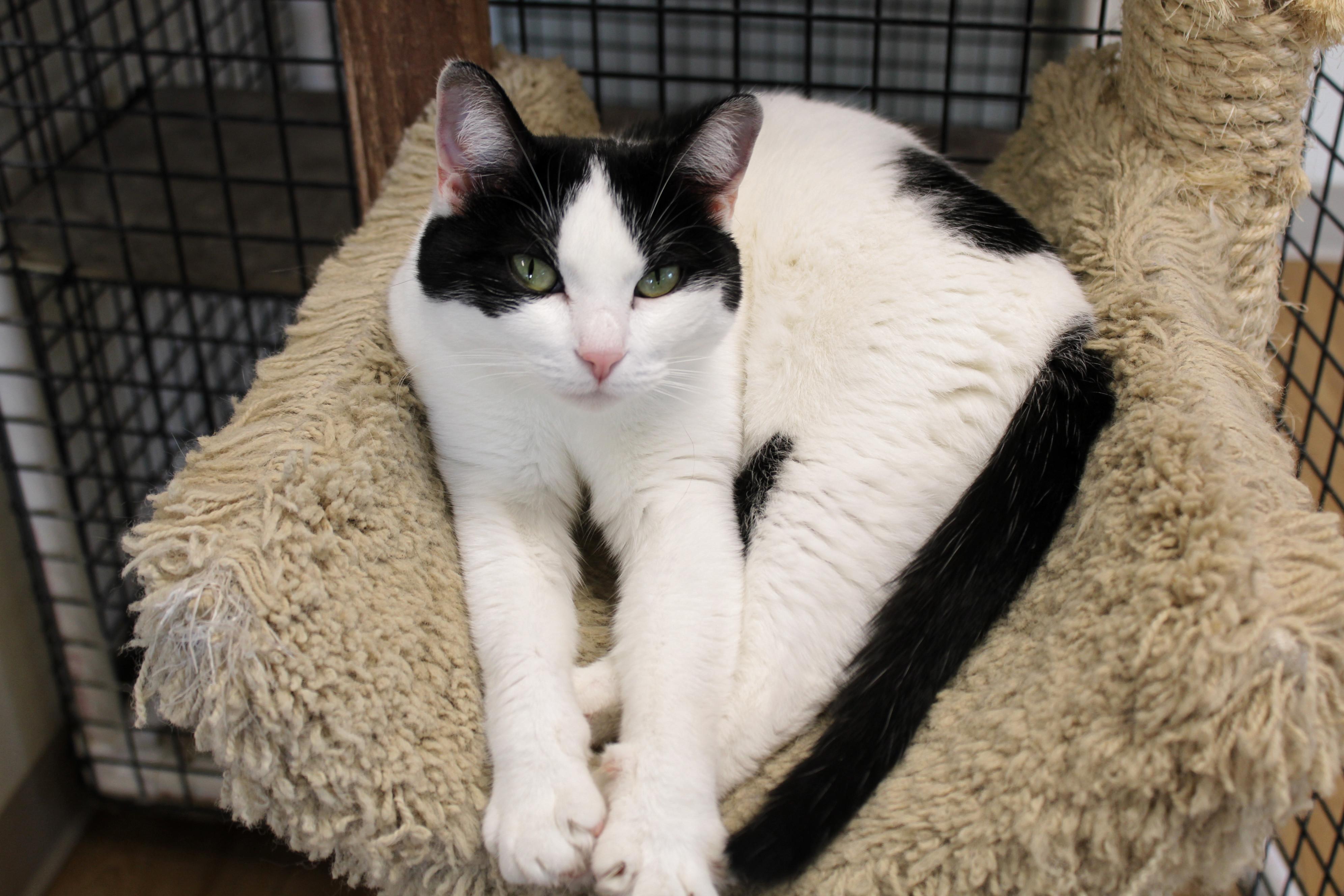 Dasher, a Adoptable Domestic Short Hair in Urbana, OH image 1/6