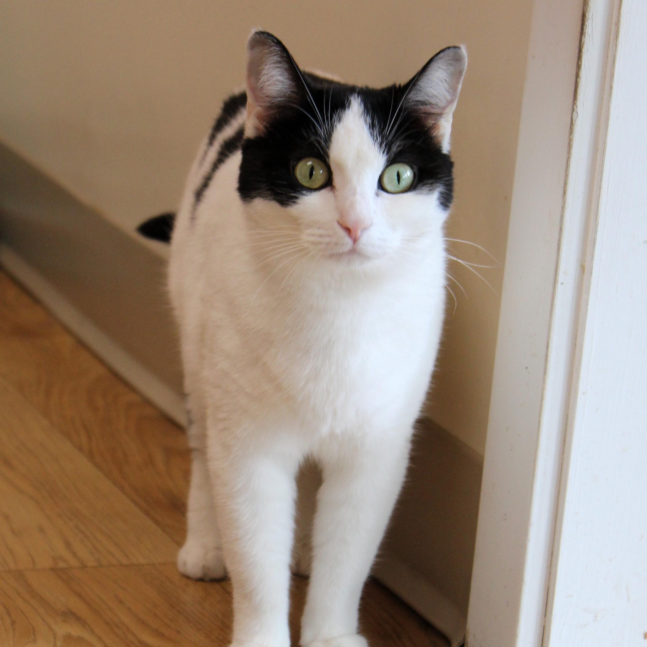 Dasher, a Adoptable Domestic Short Hair in Urbana, OH image 3/6