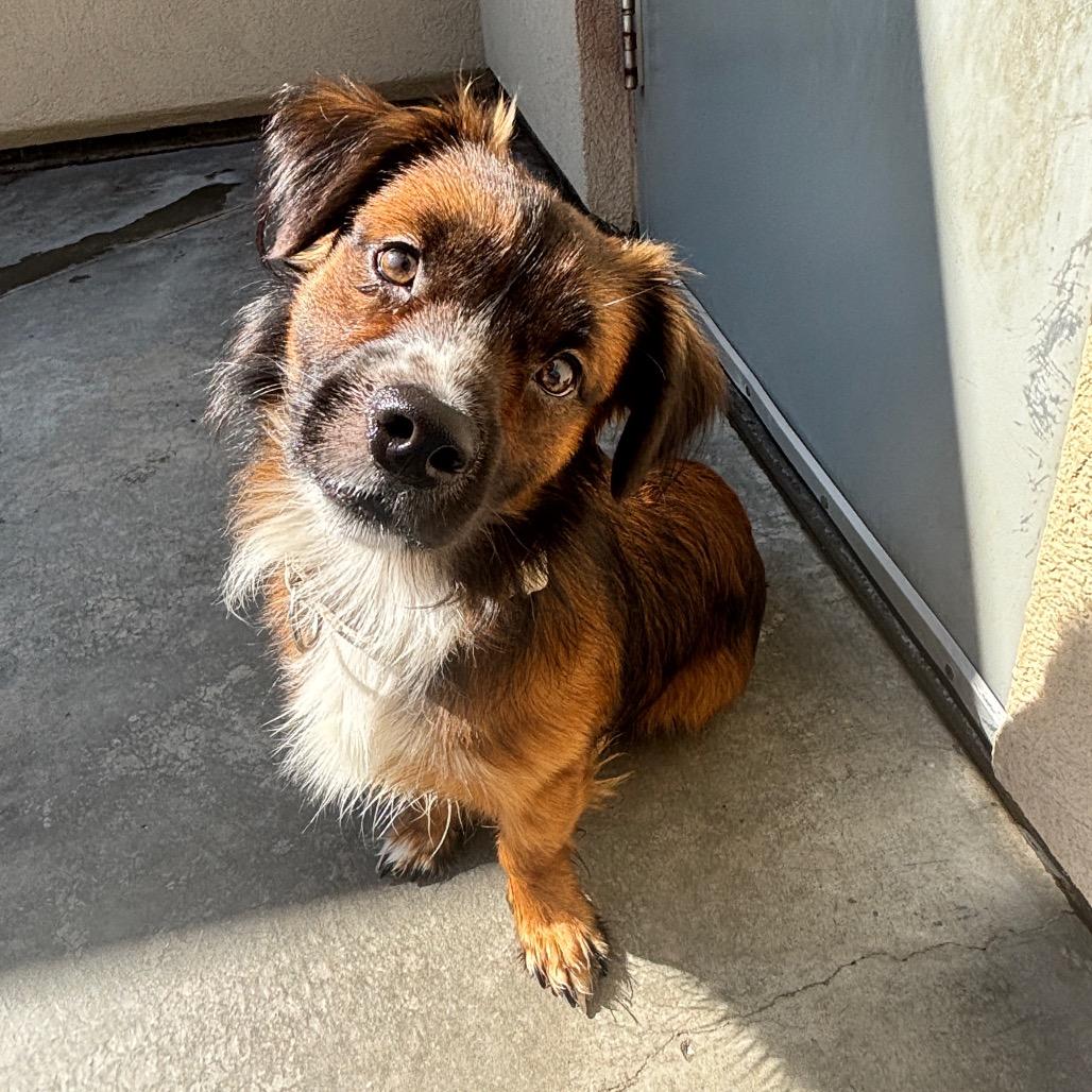 Fireball, Adoptable, Adult Male Cardigan Welsh Corgi & Mixed Breed.