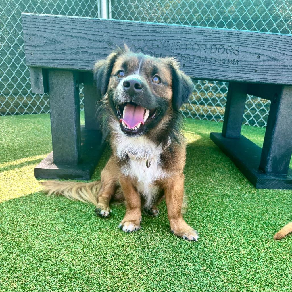 Enlarge Fireball, a Adoptable mixed breed in Parkersburg, WV image 2/3