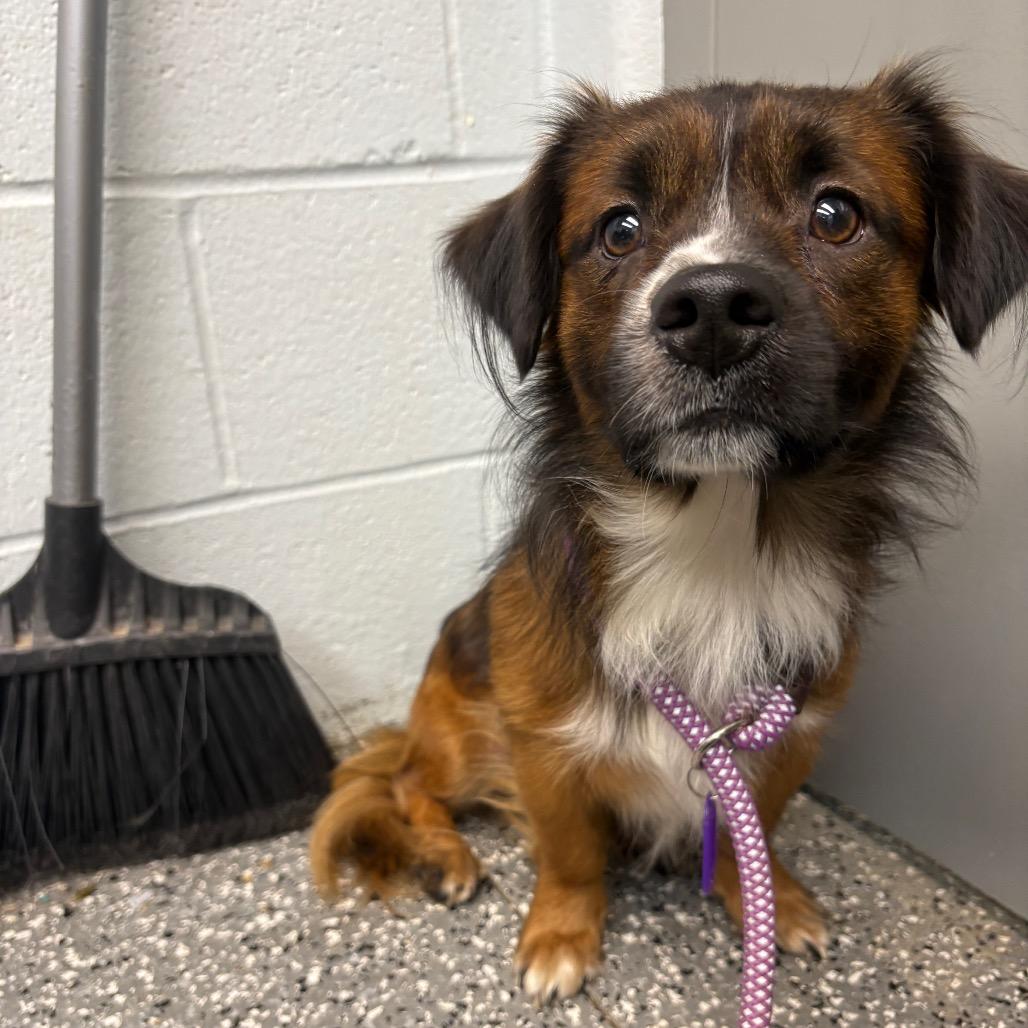Enlarge Fireball, a Adoptable mixed breed in Parkersburg, WV image 3/3