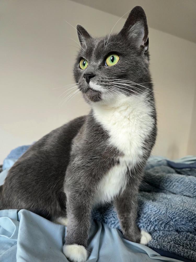 Pita, Adoptable, Adult Female Domestic Short Hair.