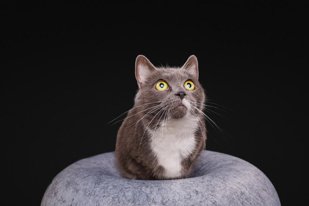 Enlarge Pita, a Adoptable Domestic Short Hair in Wilson, NC image 2/6