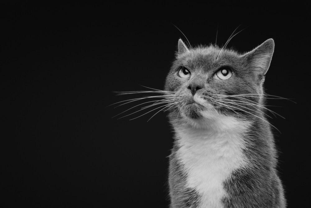 Pita, Adoptable, Adult Female Domestic Short Hair.