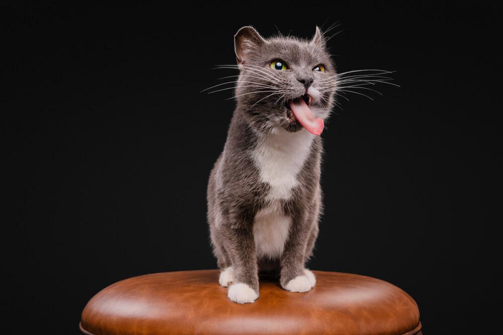 Enlarge Pita, a Adoptable Domestic Short Hair in Wilson, NC image 3/6