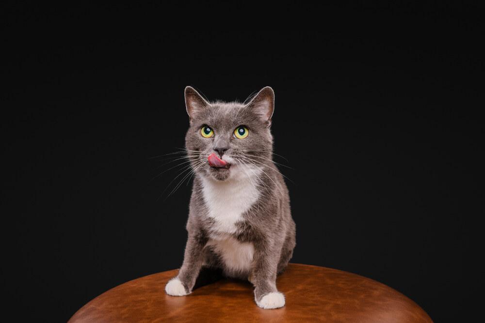 Enlarge Pita, a Adoptable Domestic Short Hair in Wilson, NC image 4/6