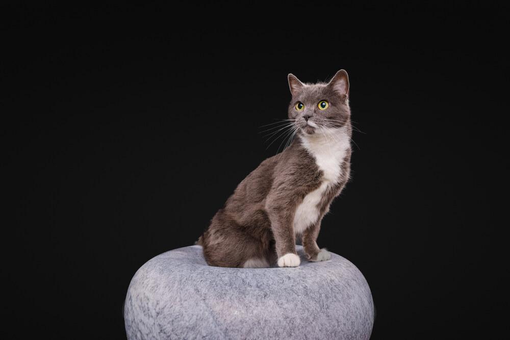 Enlarge Pita, a Adoptable Domestic Short Hair in Wilson, NC image 5/6