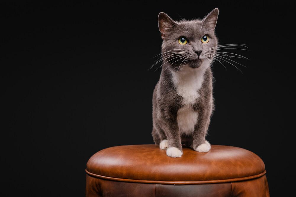 Enlarge Pita, a Adoptable Domestic Short Hair in Wilson, NC image 6/6