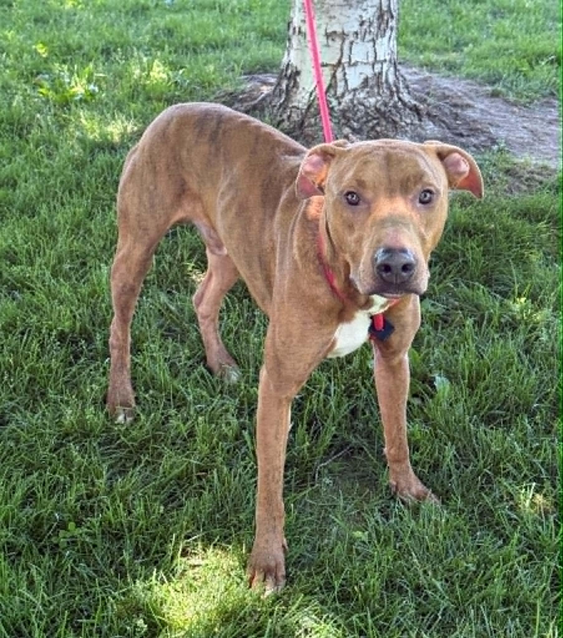Hulk (in a FOSTER home), an adoptable mixed breed in Springfield, IL image 2/2