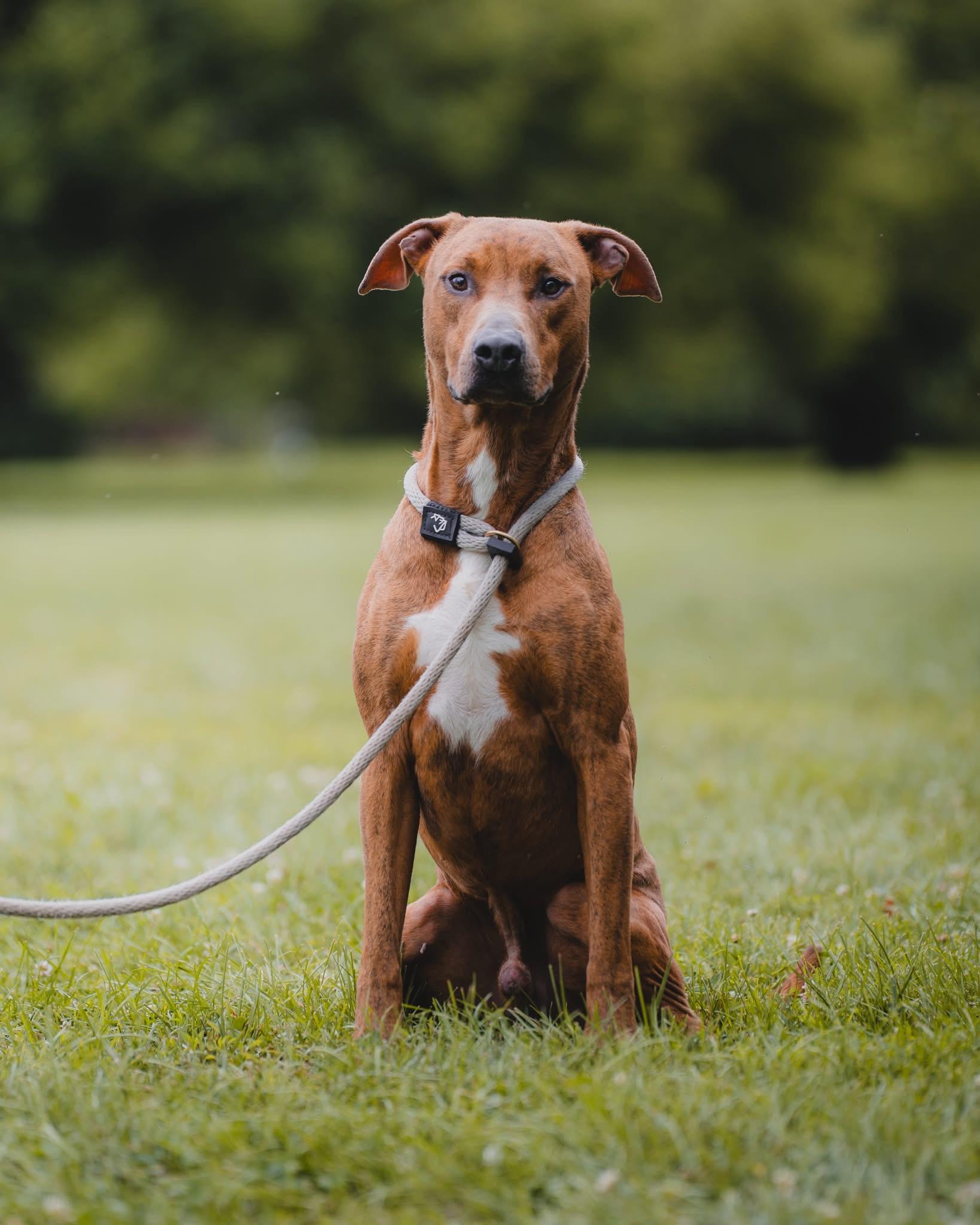 Hulk (in a FOSTER home), adoptable, Adult Male Plott Hound & Vizsla.