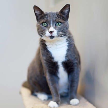 Praline, Adoptable, Adult Female Domestic Short Hair.