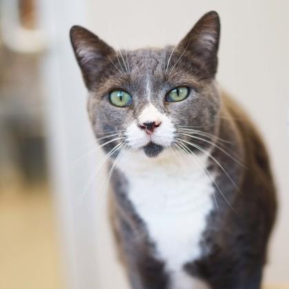 Enlarge Praline, a Adoptable mixed breed in Atlanta, GA image 2/3