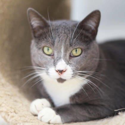 Enlarge Praline, a Adoptable mixed breed in Atlanta, GA image 3/3