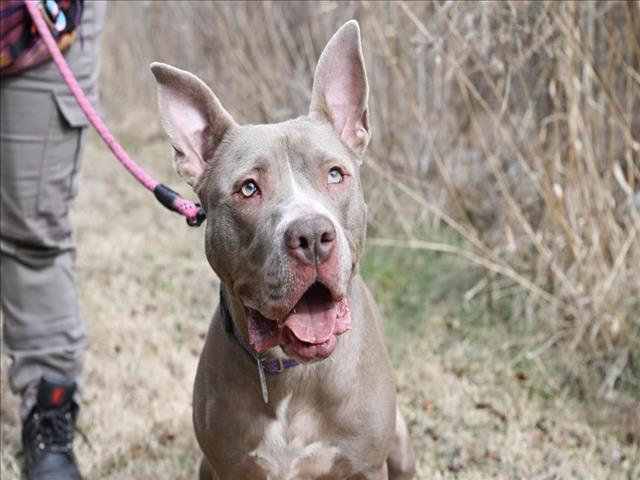 HAMBONE, Adoptable, Adult Male Pit Bull Terrier & Mixed Breed.