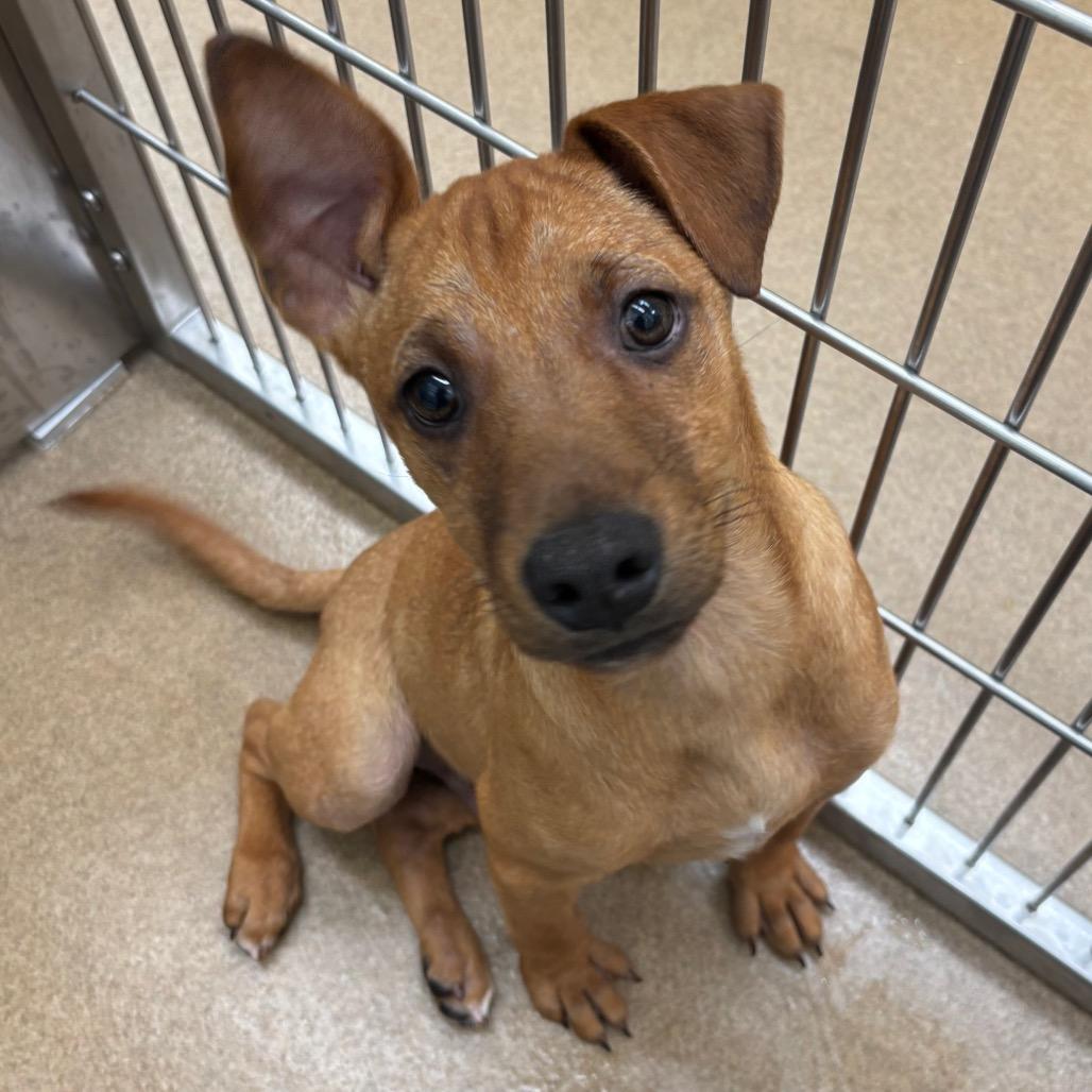 Teddy, Adoptable, Young Male Dachshund & Mixed Breed.