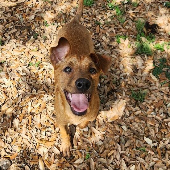 Enlarge Teddy, a Adoptable mixed breed in New Fairfield, CT image 2/6