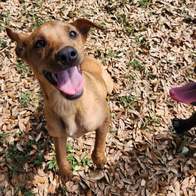 Enlarge Teddy, a Adoptable mixed breed in New Fairfield, CT image 3/6