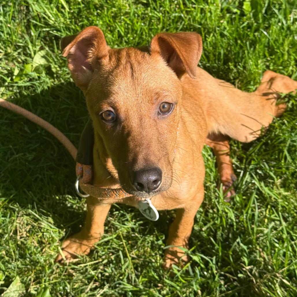 Enlarge Teddy, a Adoptable mixed breed in New Fairfield, CT image 4/6