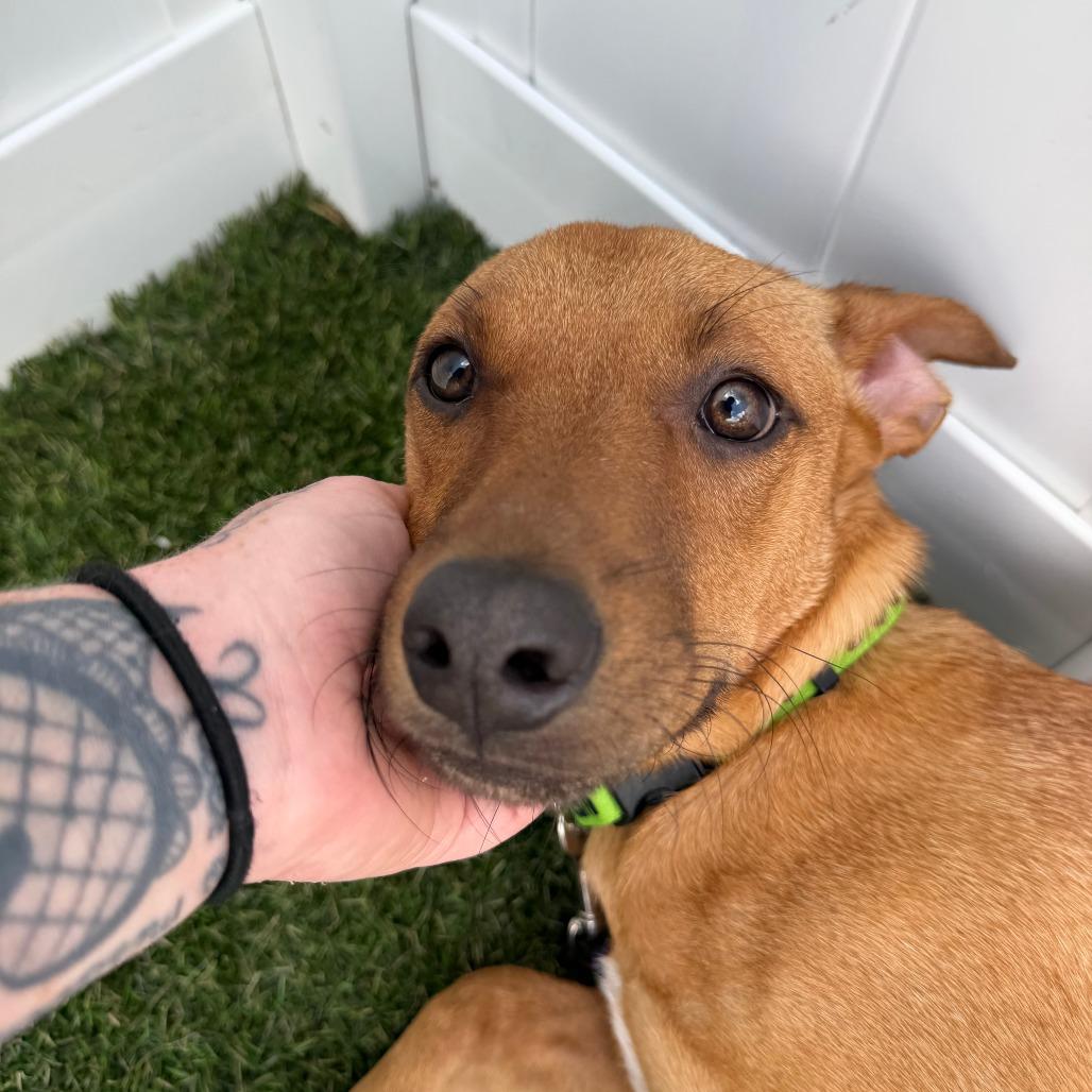 Enlarge Teddy, a Adoptable mixed breed in New Fairfield, CT image 5/6