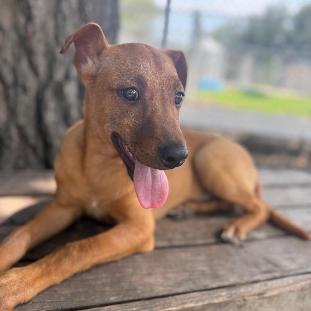 Enlarge Teddy, a Adoptable mixed breed in New Fairfield, CT image 6/6