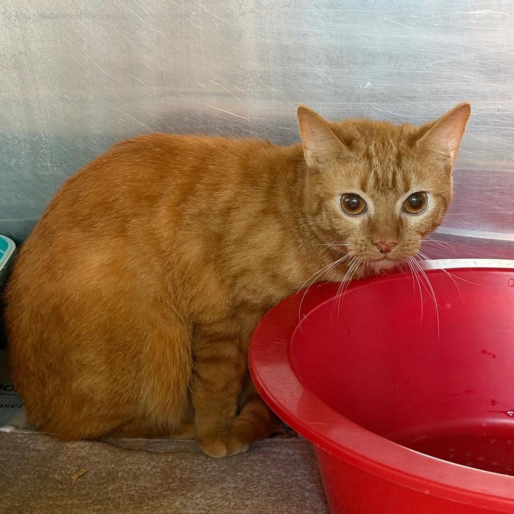Enlarge Chutney, a Adoptable mixed breed in Columbus, OH image 1/1