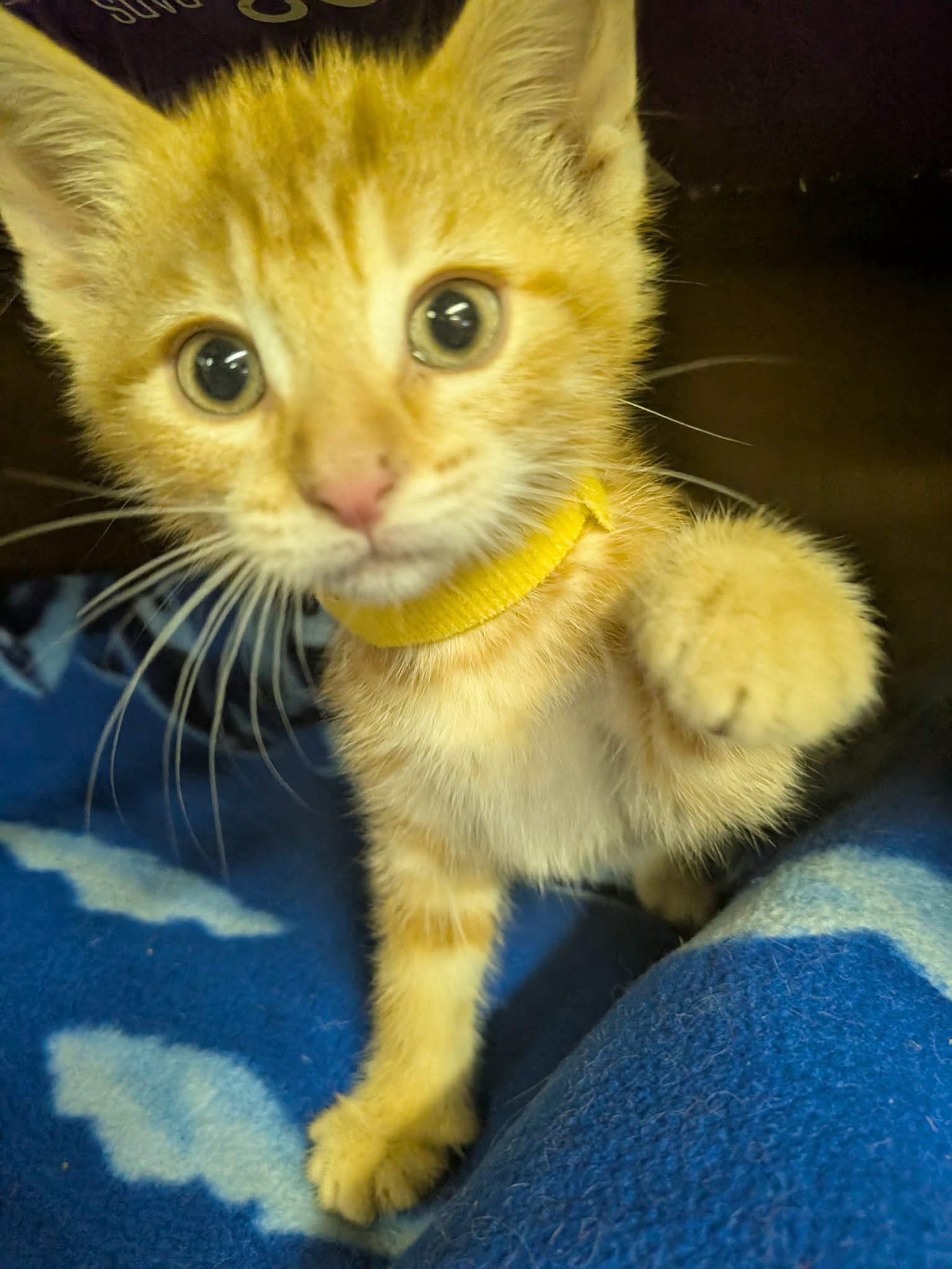 Moureen, ADOPTABLE, Kitten Female Domestic Short Hair.