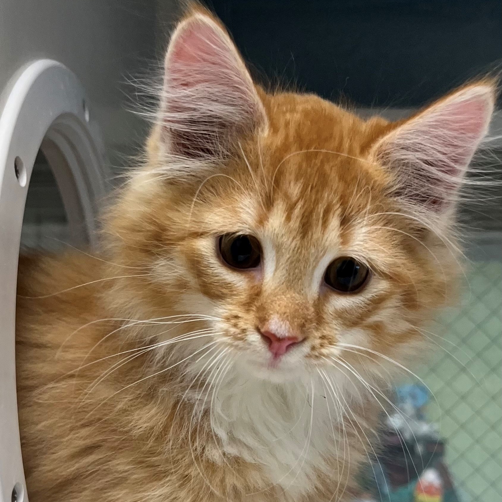 Cat for adoption Candy Corn, a Domestic Long Hair Mix in East Hanover