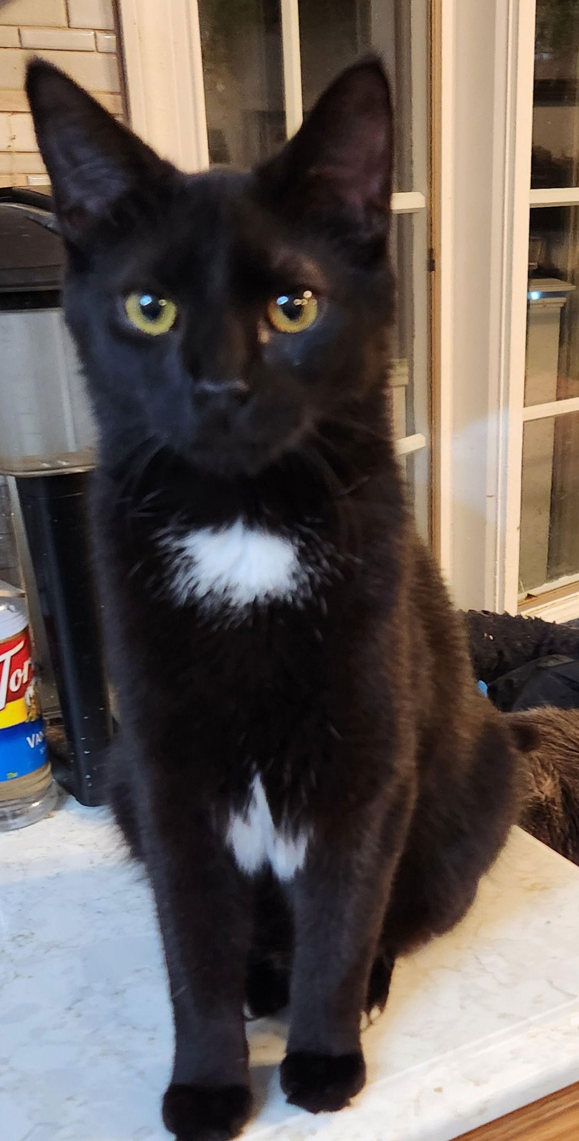 Enlarge Babs, a Adoptable Domestic Short Hair in Ocean Pines, MD image 1/1