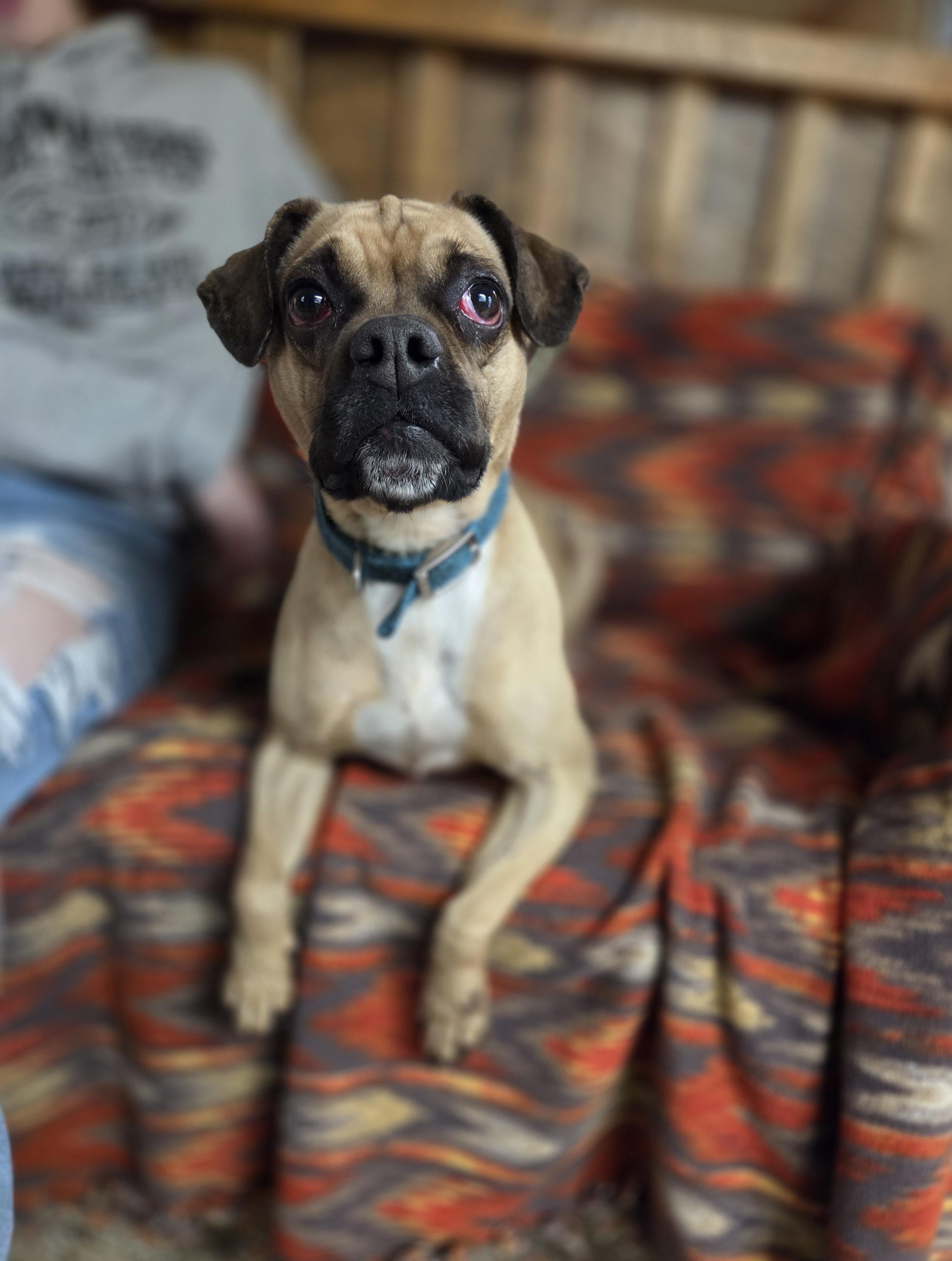 Scrambles, an adoptable Boxer, Beagle in Park Rapids, MN, 56470 | Photo Image 1