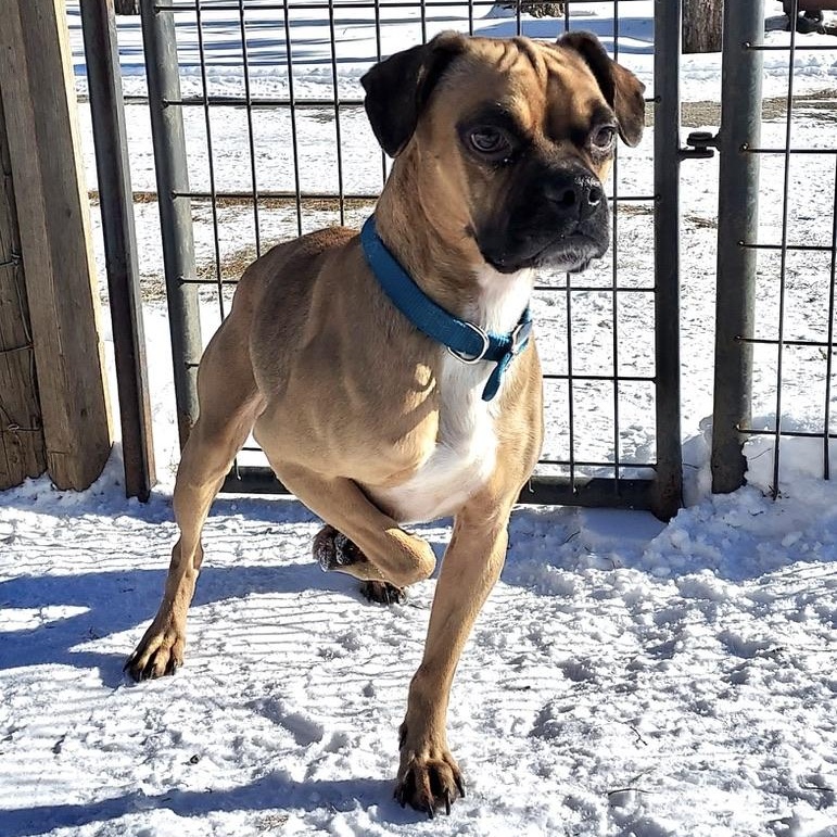 Scrambles, an adoptable Boxer, Beagle in Park Rapids, MN, 56470 | Photo Image 3