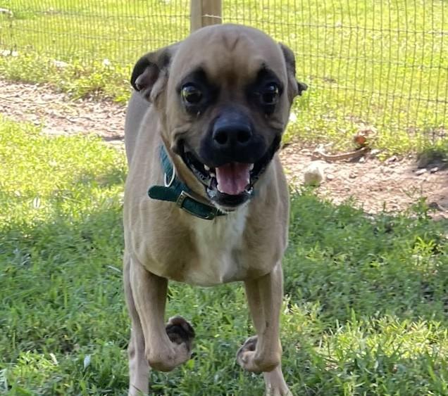 Scrambles, an adoptable Boxer, Beagle in Park Rapids, MN, 56470 | Photo Image 2