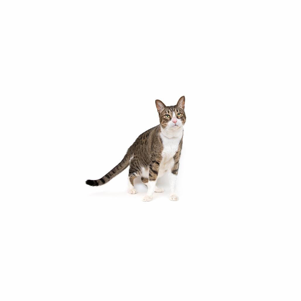 Tommy, Adoptable, Adult Male Domestic Short Hair.