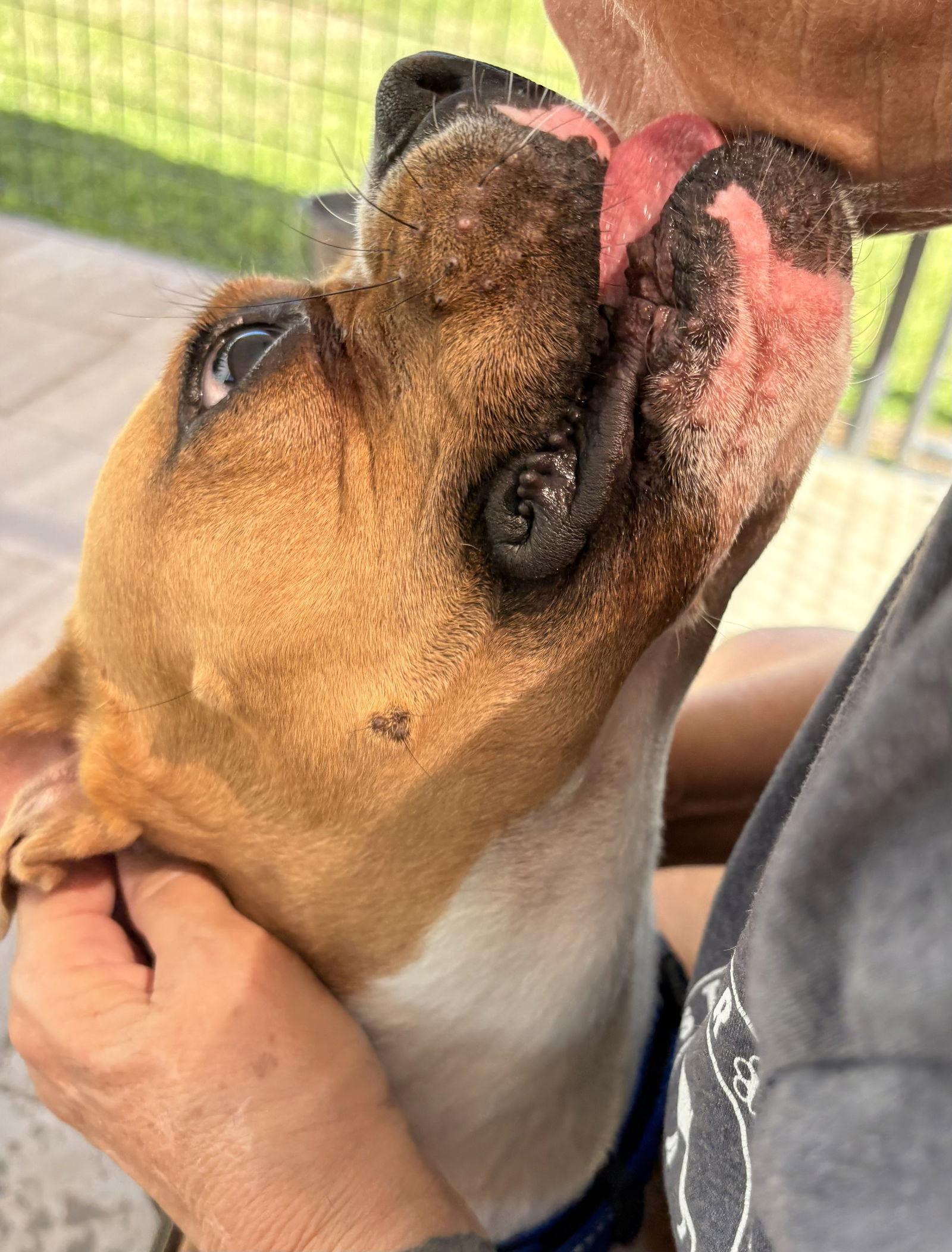 BUCKLEY, Adoptable, Young Male Boxer.