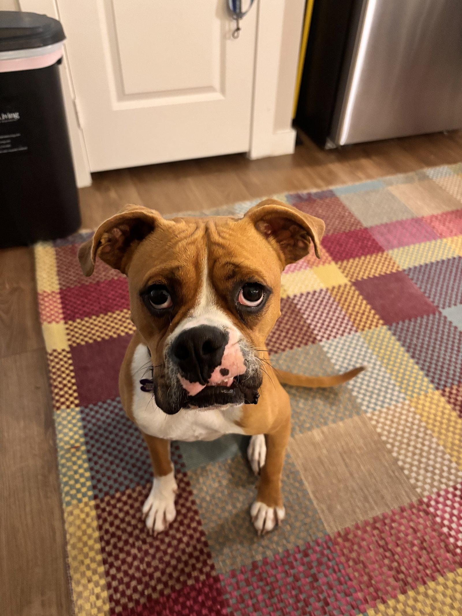 BUCKLEY, a Adoptable Boxer in Katy, TX image 2/3