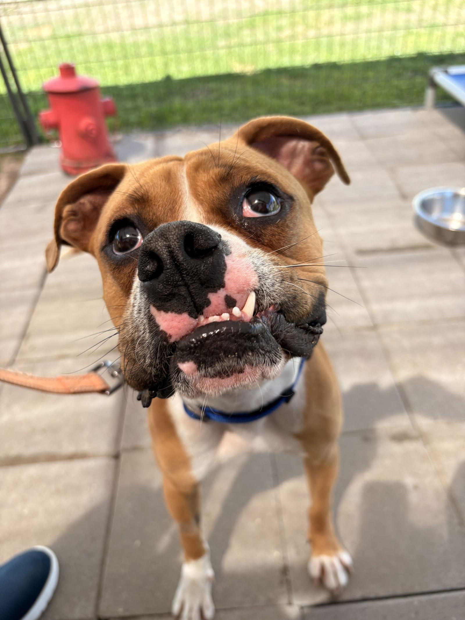 Enlarge BUCKLEY, a Adoptable Boxer in Katy, TX image 2/3