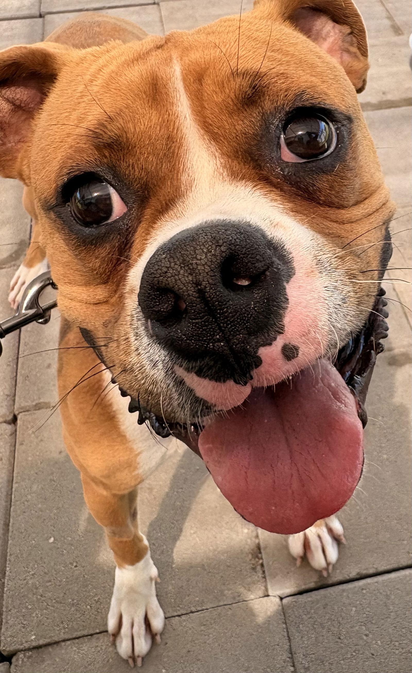 Enlarge BUCKLEY, a Adoptable Boxer in Katy, TX image 3/3