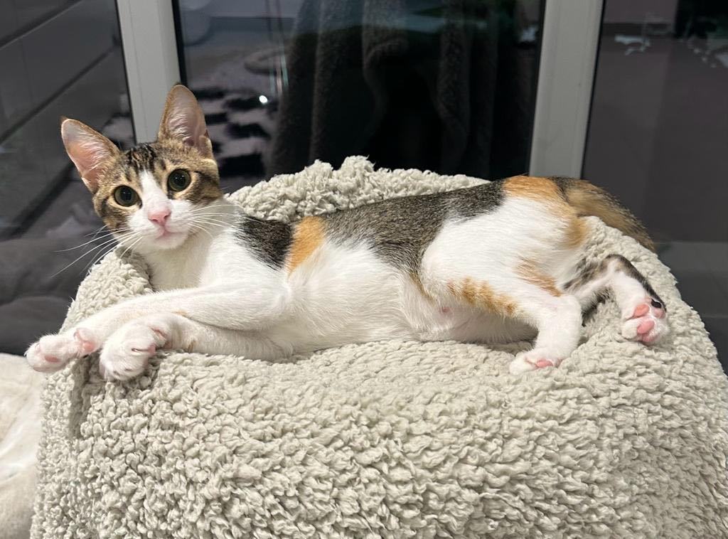 Cat for adoption Lucy (Arabian Mau) Riley Fuzzel Petsmart, a Calico