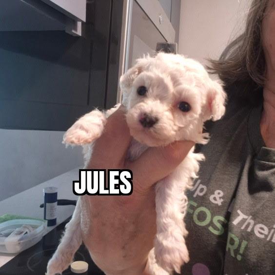 Jules, ADOPTABLE, Puppy Male Bichon Frise.