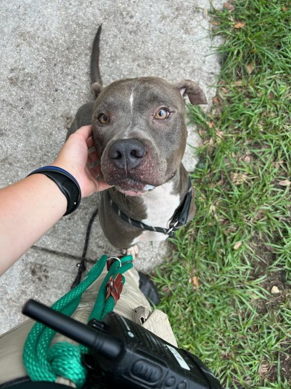 Enlarge Venice, a Adoptable mixed breed in Melbourne, FL image 2/6