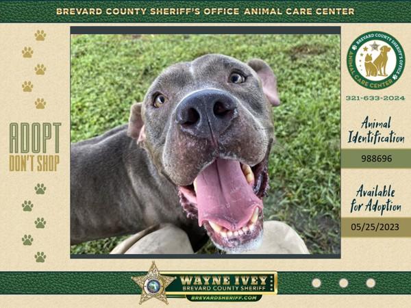 Enlarge Venice, a Adoptable mixed breed in Melbourne, FL image 3/6