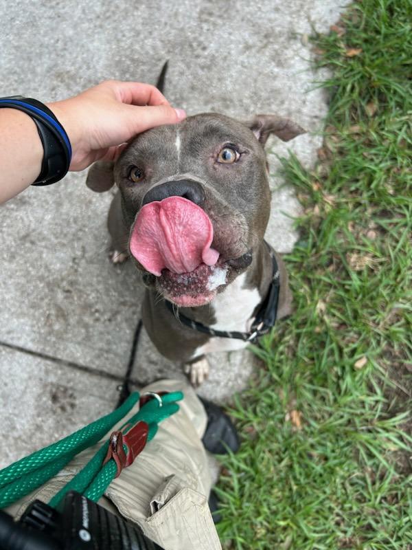 Enlarge Venice, a Adoptable mixed breed in Melbourne, FL image 4/6