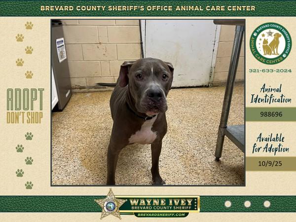 Enlarge Venice, a Adoptable mixed breed in Melbourne, FL image 4/6