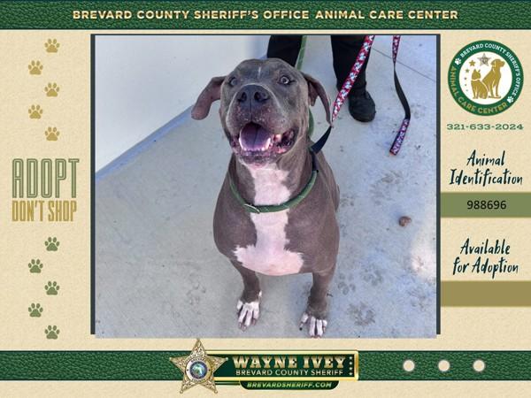 Enlarge Venice, a Adoptable mixed breed in Melbourne, FL image 5/6