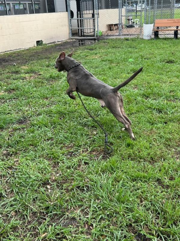 Enlarge Venice, a Adoptable mixed breed in Melbourne, FL image 6/6