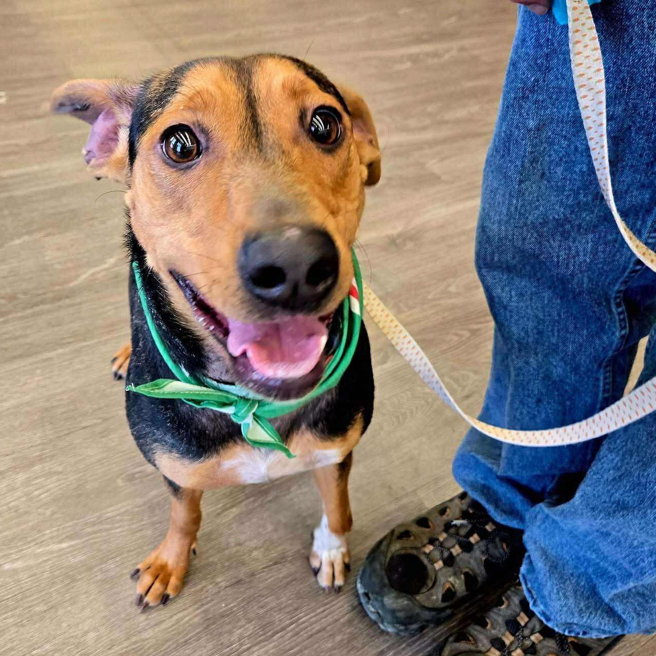 Bella: Foster-to-Adopt Available