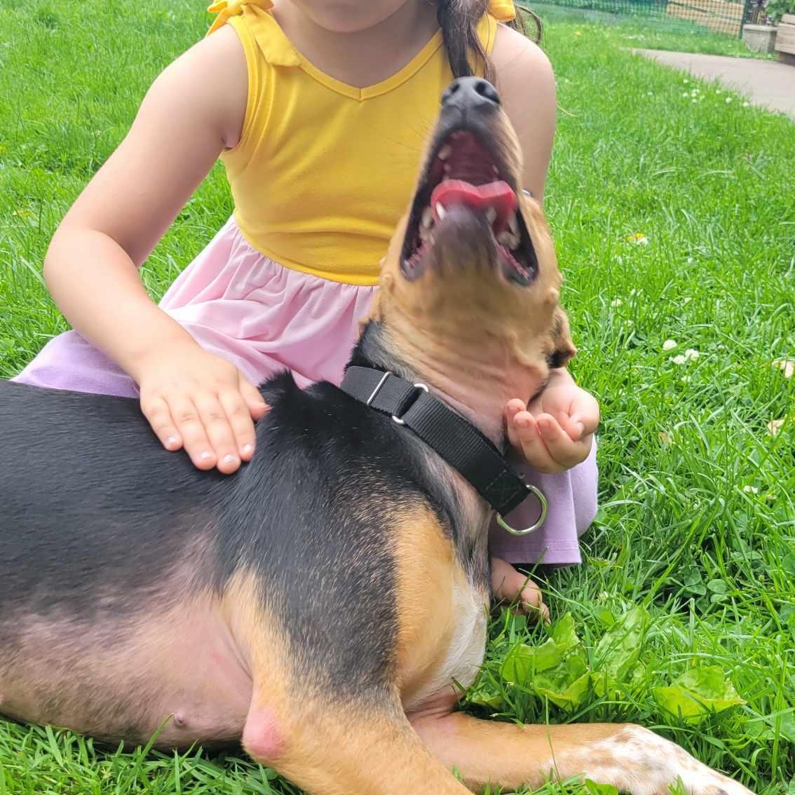 Bella: Foster-to-Adopt Available