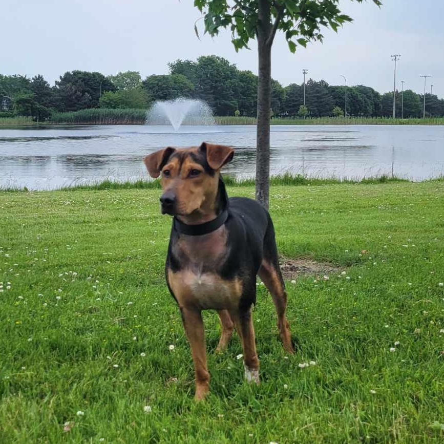 Bella: Foster-to-Adopt Available