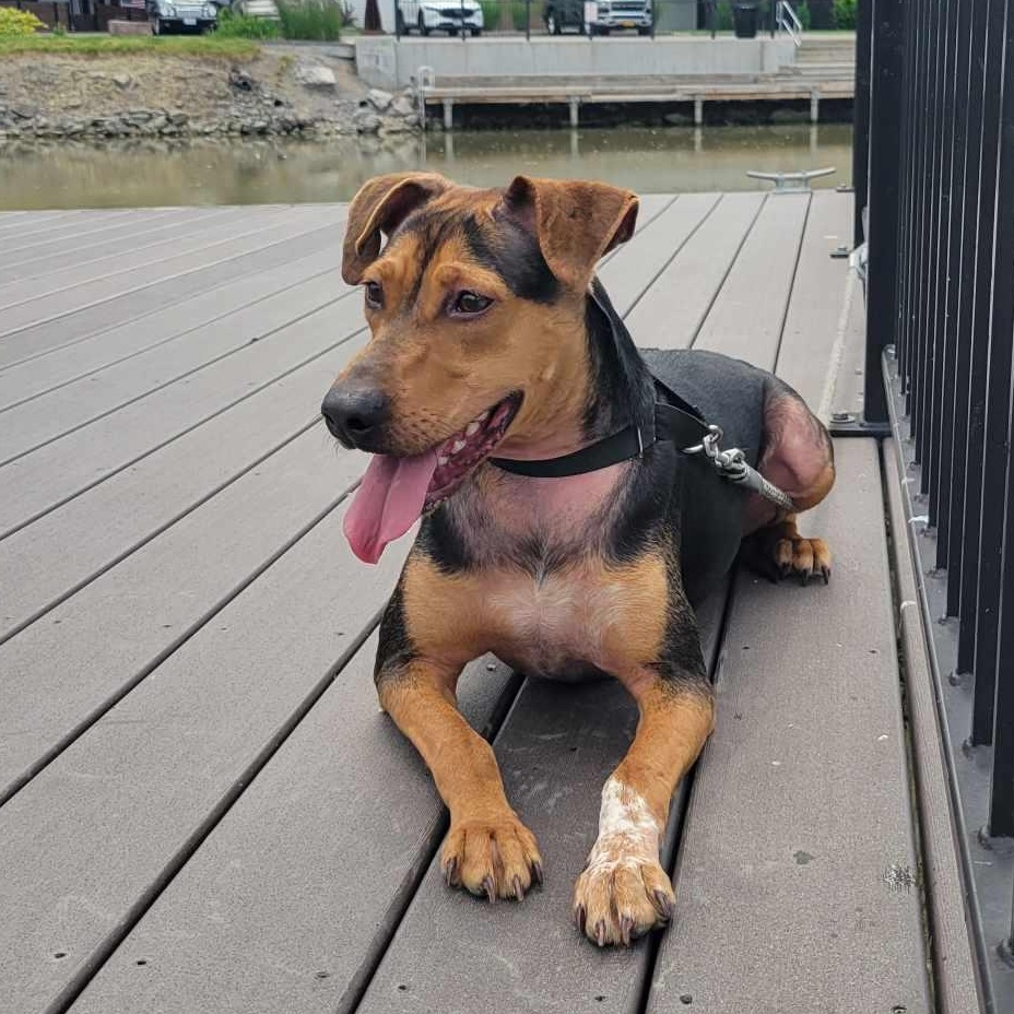 Bella: Foster-to-Adopt Available