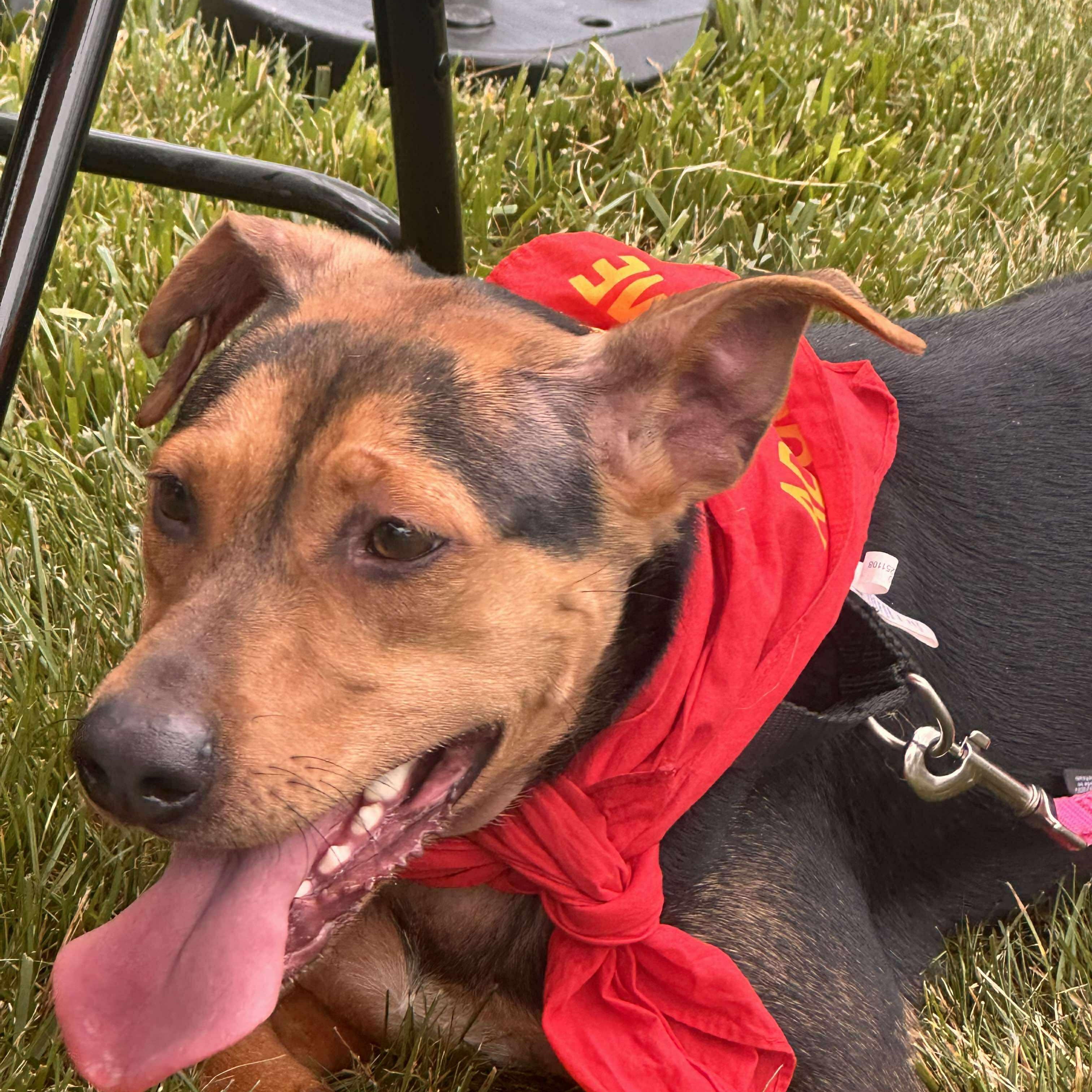 Bella: Foster-to-Adopt Available